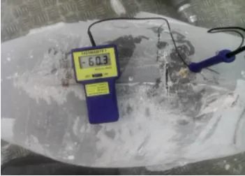 Atún ultracongelado con sonda de temperatura que marca −60,3 °C